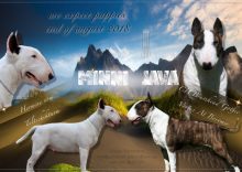 Bullterrier Zucht